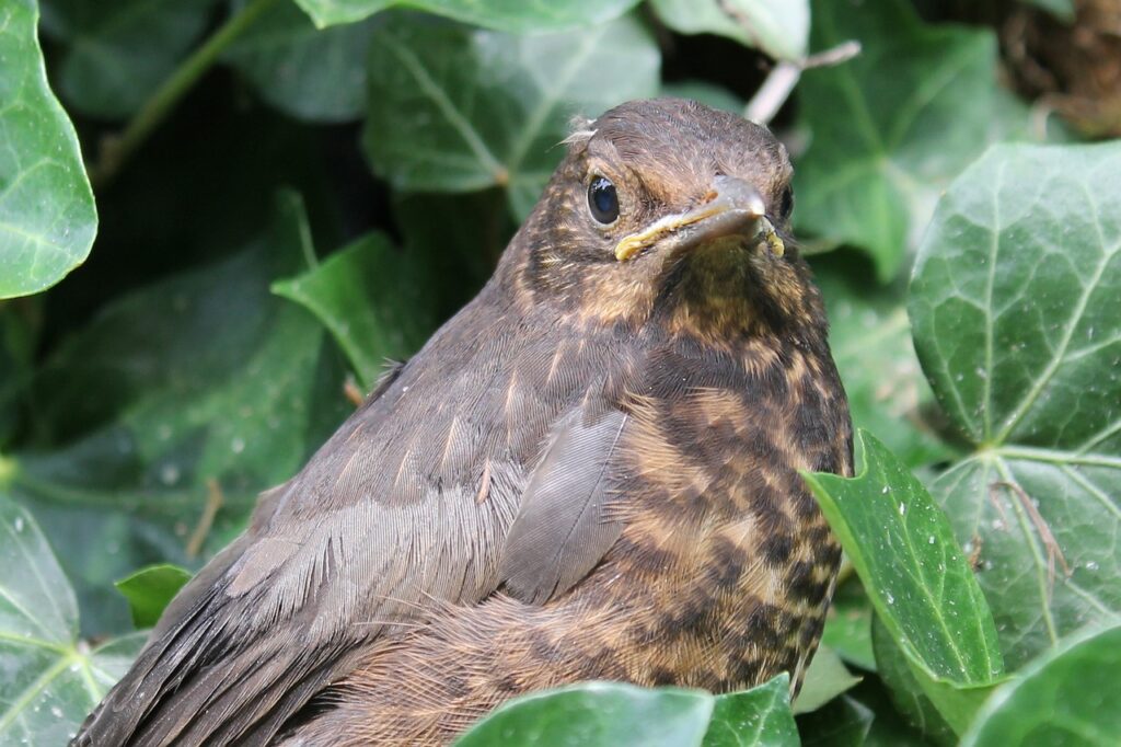 ASDの子どもが創造力を育てるための遊具とは？