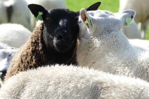 自閉症の子どもに最適な市販の遊具おすすめは？