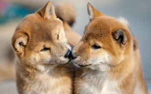 自閉症の子どもに最適な療育玩具は家庭でどのように選ぶべき？