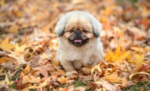 自閉症の子どもが落ち着くための遊具にはどんなものがある？